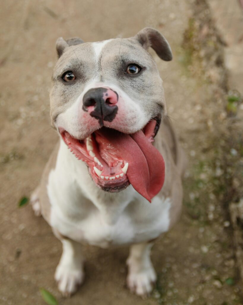 Smiling pitbull with tongue out looking up, outdoors on a sunny day.